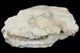 Fossil Oreodont (Merycoidodon) Skull - Wyoming #144156-7